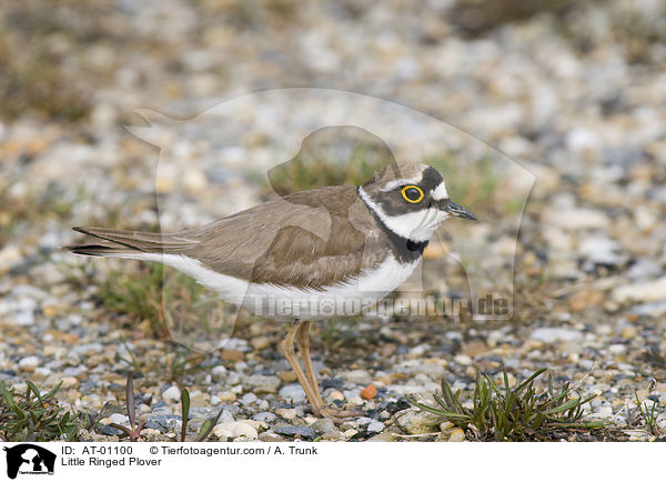 Fluregenpfeifer / Little Ringed Plover / AT-01100