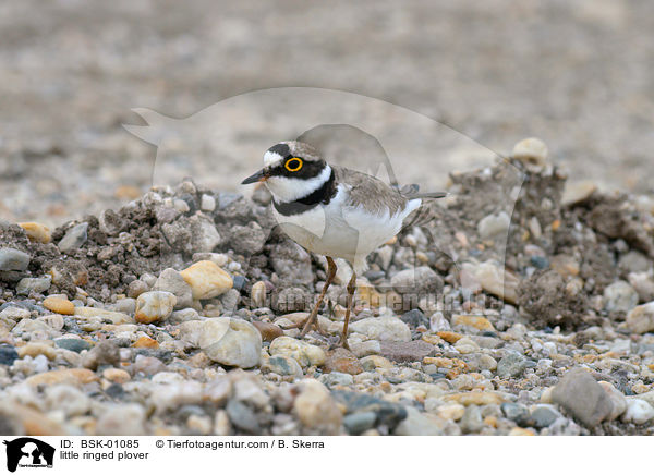 Fluregenpfeifer / little ringed plover / BSK-01085