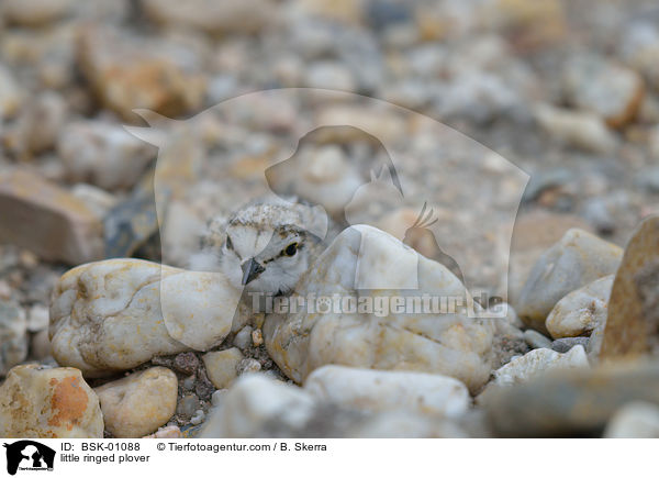 Fluregenpfeifer / little ringed plover / BSK-01088