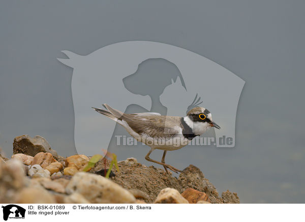 Fluregenpfeifer / little ringed plover / BSK-01089