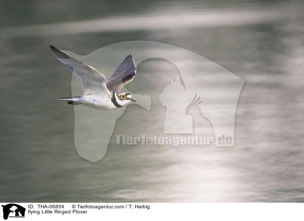 flying Little Ringed Plover / THA-06854