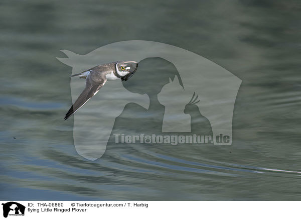 fliegender Fluregenpfeifer / flying Little Ringed Plover / THA-06860