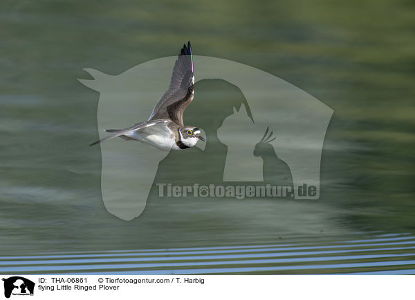 flying Little Ringed Plover / THA-06861