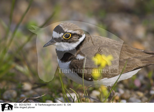 little ringed plover / SO-02761