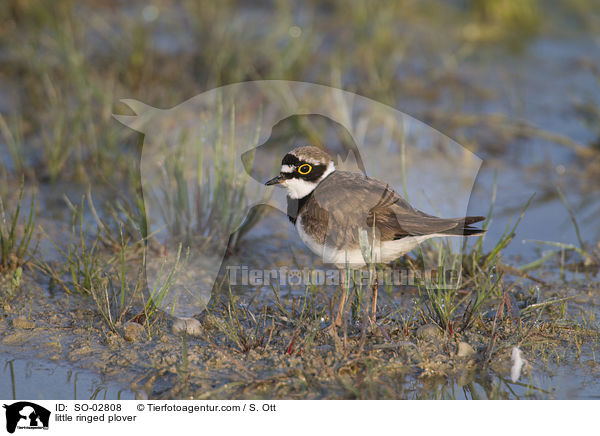 Fluregenpfeifer / little ringed plover / SO-02808