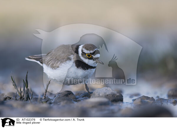 Fluregenpfeifer / little ringed plover / AT-02376