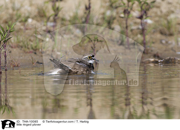 Fluregenpfeifer / little ringed plover / THA-10085