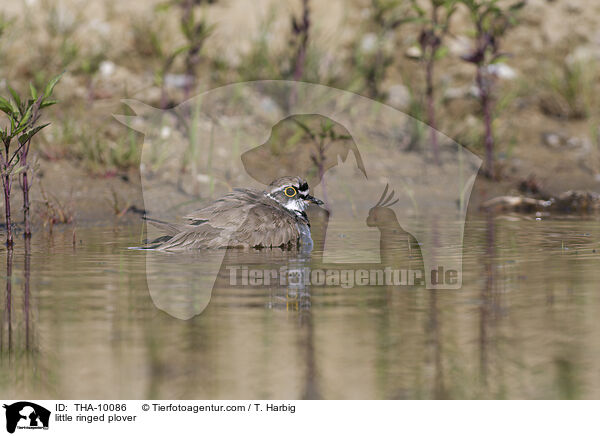 Fluregenpfeifer / little ringed plover / THA-10086