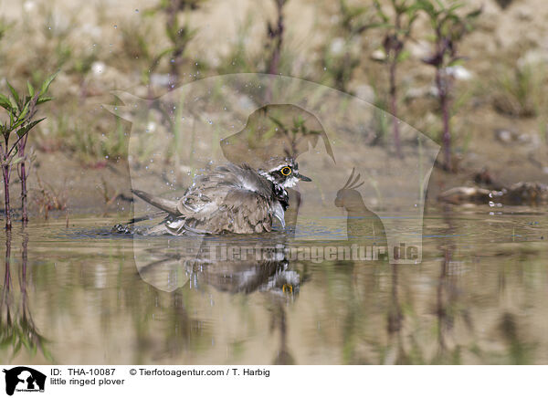 Fluregenpfeifer / little ringed plover / THA-10087