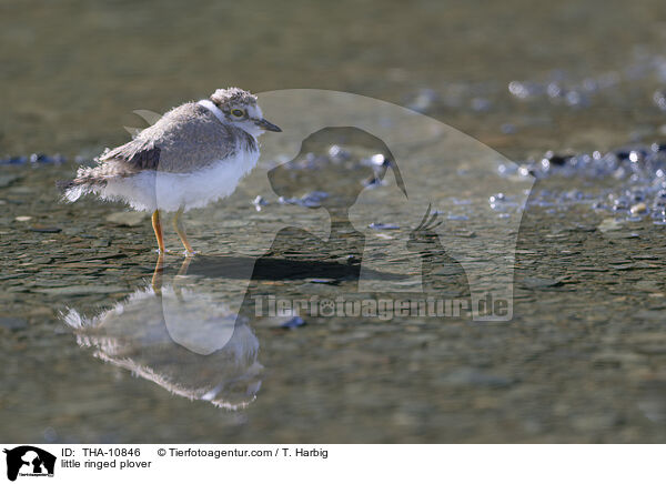 Fluregenpfeifer / little ringed plover / THA-10846