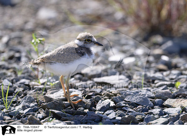 Fluregenpfeifer / little ringed plover / THA-10847