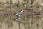 little ringed plover