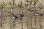 little ringed plover