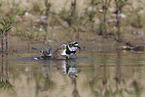 little ringed plover