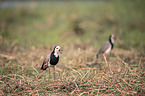 standing Long-Toed Lapwings