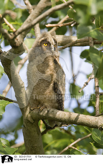 Waldohreule / long-eared owl / SO-01701