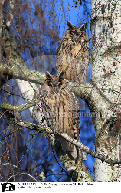 Waldohreulen / northern long-eared owls / FF-01713