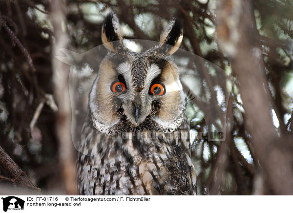 Waldohreule / northern long-eared owl / FF-01716