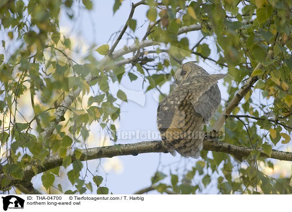 Waldohreule / northern long-eared owl / THA-04700