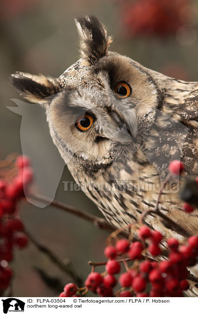 Waldohreule / northern long-eared owl / FLPA-03504