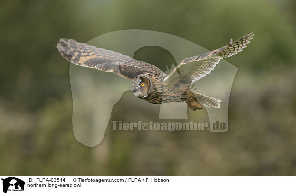 Waldohreule / northern long-eared owl / FLPA-03514