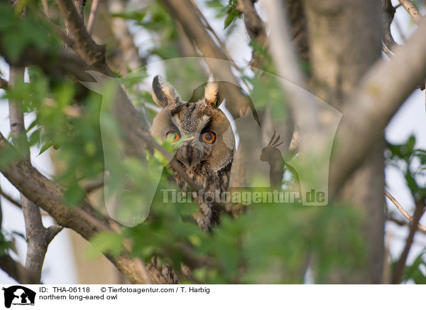 Waldohreule / northern long-eared owl / THA-06118