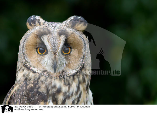 Waldohreule / northern long-eared owl / FLPA-04591