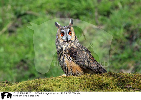 Waldohreule / northern long-eared owl / FLPA-04726