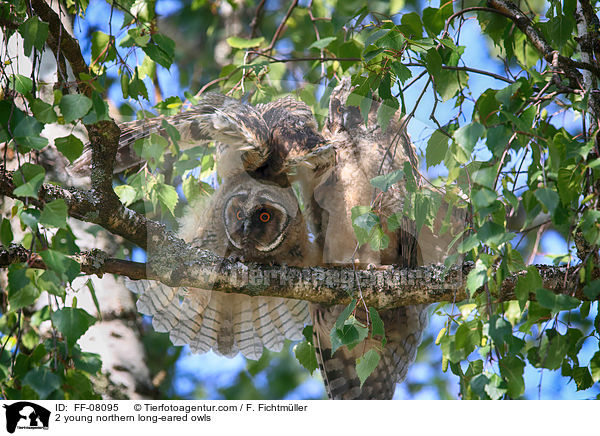 2 junge Waldohreulen / 2 young northern long-eared owls / FF-08095