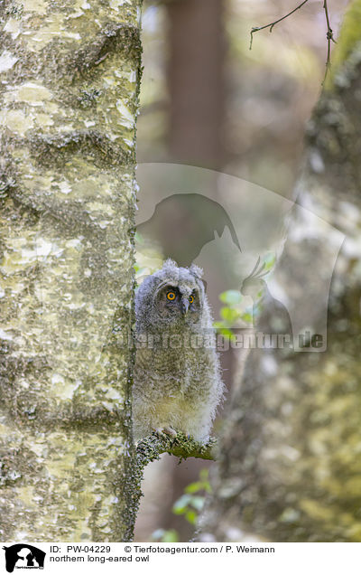 Waldohreule / northern long-eared owl / PW-04229