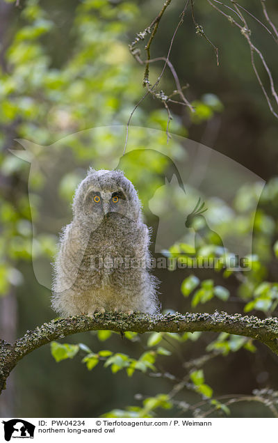 Waldohreule / northern long-eared owl / PW-04234