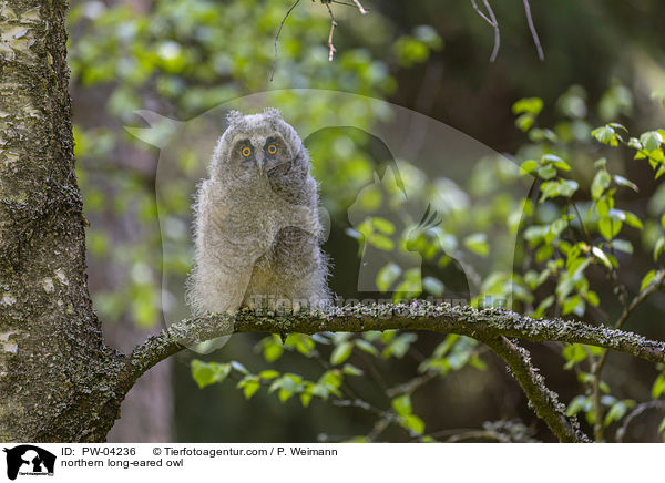 Waldohreule / northern long-eared owl / PW-04236