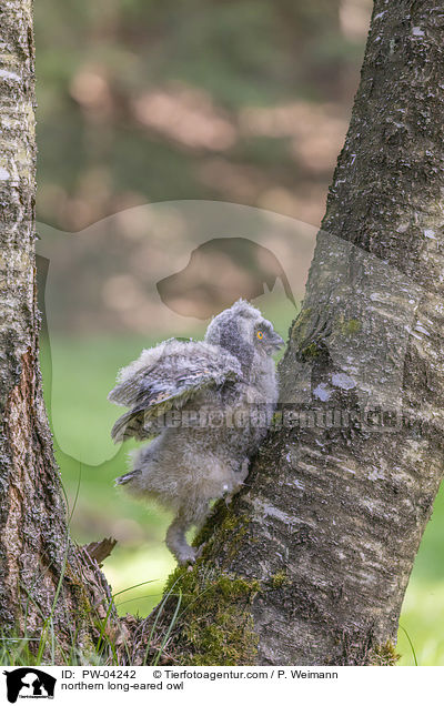 Waldohreule / northern long-eared owl / PW-04242