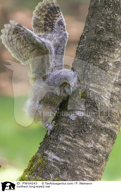 Waldohreule / northern long-eared owl / PW-04243