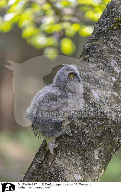 Waldohreule / northern long-eared owl / PW-04247