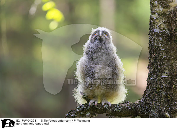 Waldohreule / northern long-eared owl / PW-04253