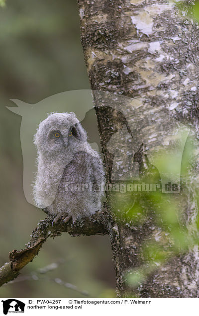 Waldohreule / northern long-eared owl / PW-04257