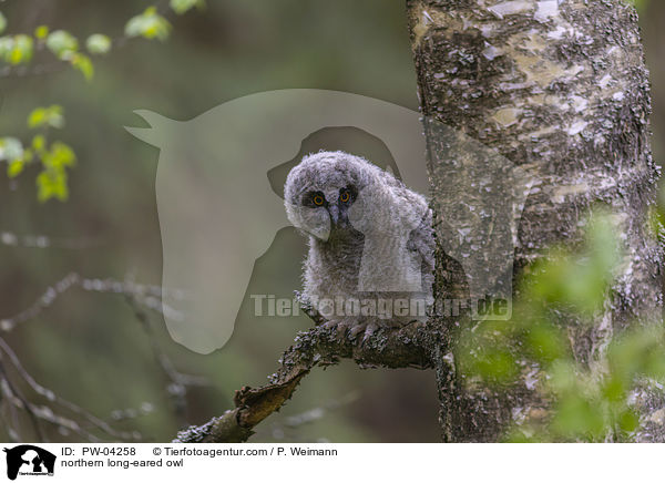 Waldohreule / northern long-eared owl / PW-04258