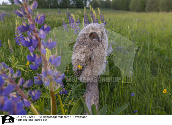 Waldohreule / northern long-eared owl / PW-04263