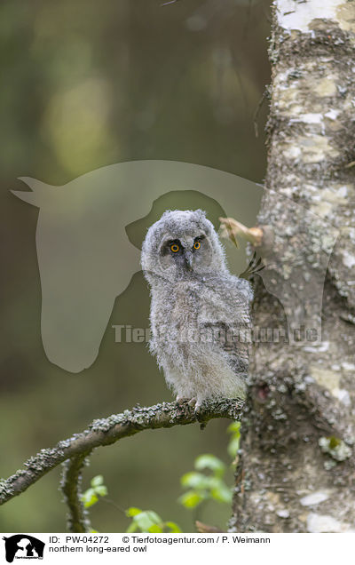 Waldohreule / northern long-eared owl / PW-04272