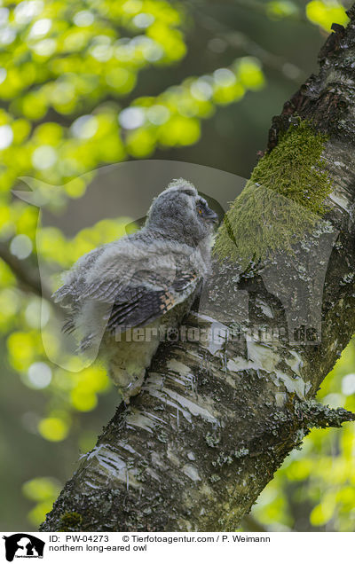Waldohreule / northern long-eared owl / PW-04273