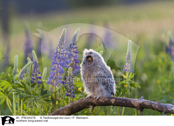 Waldohreule / northern long-eared owl / PW-04278