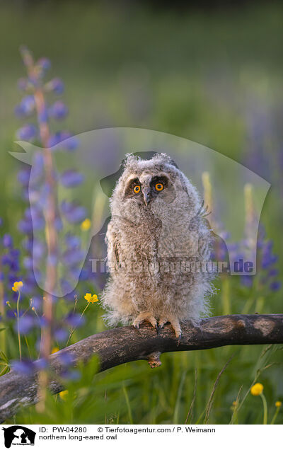 Waldohreule / northern long-eared owl / PW-04280