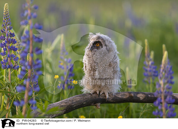 Waldohreule / northern long-eared owl / PW-04283