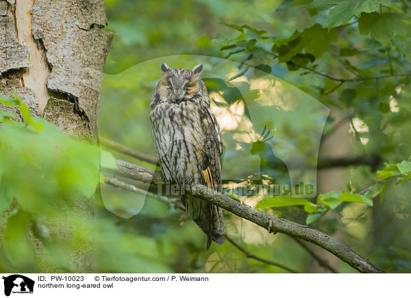 Waldohreule / northern long-eared owl / PW-10023