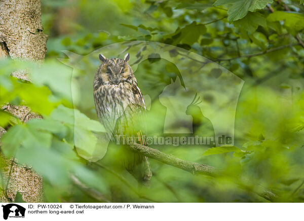 Waldohreule / northern long-eared owl / PW-10024