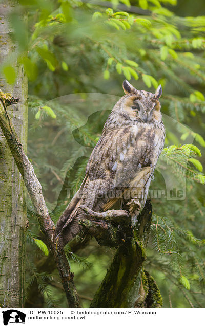 Waldohreule / northern long-eared owl / PW-10025