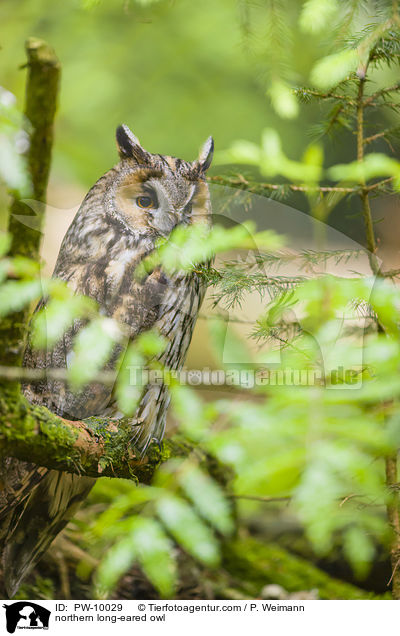 Waldohreule / northern long-eared owl / PW-10029