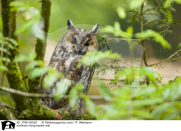 Waldohreule / northern long-eared owl / PW-10030