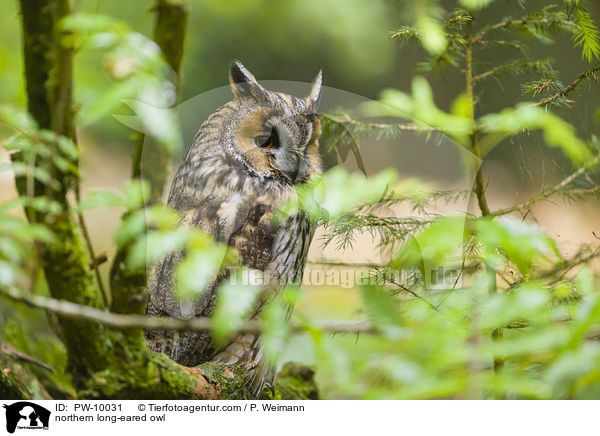 Waldohreule / northern long-eared owl / PW-10031